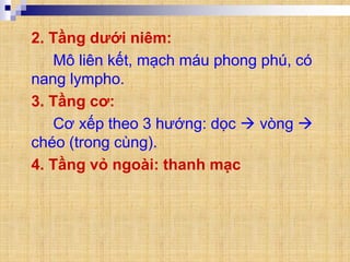 2. Tầng dưới niêm:
Mô liên kết, mạch máu phong phú, có
nang lympho.
3. Tầng cơ:
Cơ xếp theo 3 hướng: dọc  vòng 
chéo (trong cùng).
4. Tầng vỏ ngoài: thanh mạc
 