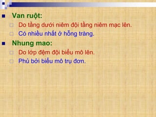  Van ruột:
 Do tầng dưới niêm đội tầng niêm mạc lên.
 Có nhiều nhất ở hỗng tràng.
 Nhung mao:
 Do lớp đệm đội biểu mô lên.
 Phủ bởi biểu mô trụ đơn.
 