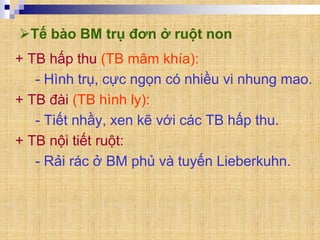 Tế bào BM trụ đơn ở ruột non
+ TB hấp thu (TB mâm khía):
- Hình trụ, cực ngọn có nhiều vi nhung mao.
+ TB đài (TB hình ly):
- Tiết nhầy, xen kẽ với các TB hấp thu.
+ TB nội tiết ruột:
- Rải rác ở BM phủ và tuyến Lieberkuhn.
 