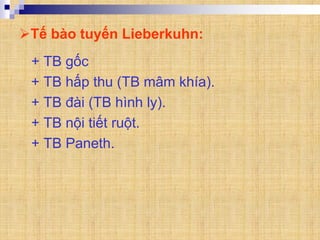 Tế bào tuyến Lieberkuhn:
+ TB gốc
+ TB hấp thu (TB mâm khía).
+ TB đài (TB hình ly).
+ TB nội tiết ruột.
+ TB Paneth.
 