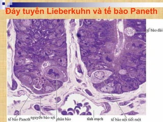 Đáy tuyến Lieberkuhn và tế bào Paneth
 