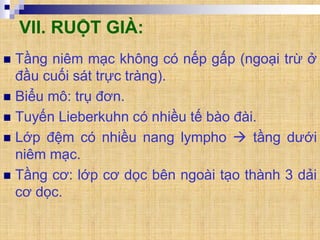 VII. RUỘT GIÀ:
 Tầng niêm mạc không có nếp gấp (ngoại trừ ở
đầu cuối sát trực tràng).
 Biểu mô: trụ đơn.
 Tuyến Lieberkuhn có nhiều tế bào đài.
 Lớp đệm có nhiều nang lympho  tầng dưới
niêm mạc.
 Tầng cơ: lớp cơ dọc bên ngoài tạo thành 3 dải
cơ dọc.
 