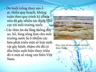 - Do nuôi trồng thuỷ sản ồ
  ạt, thiếu quy hoạch, không
  tuân theo quy trình kỹ thuật
  nên đã gây nhiều tác động tiêu
  cực tới môi trường nước.
- Các thức ăn dư lắng xuống đáy
  ao, hồ, lòng sông làm cho môi
  trường nước bị ô nhiễm các
  làm phát triển một số loài sinh
                                    Thủy triều đổ khi tràn vào bờ biển
  vật gây bệnh, thậm chí đã có      Bình Thuận
  dấu hiệu xuất hiện thuỷ triều
  đỏ ở một số vùng ven biển Việt
  Nam.
 