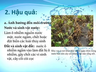 2. Hậu quả:
a. Ảnh hưởng đến môi trường
Nước và sinh vật nước:
Làm ô nhiễm nguồn nước
  mặt, nước ngầm, chết hoặc
  đột biến các loài thủy sinh
Đất và sinh vật đất: nước ô
  nhiễm ngấm vào làm đất bị ô Khu vực ở nơi khai thác sátbị ngập chìm trong
  nhiễm, gây chết các vi sinh nước bẩn nên cây cối không thể nào sống nổi.
  vật, cây cối còi cọc
 