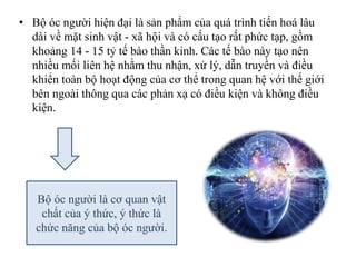 • Bộ óc người hiện đại là sản phẩm của quá trình tiến hoá lâu
dài về mặt sinh vật - xã hội và có cấu tạo rất phức tạp, gồm
khoảng 14 - 15 tỷ tế bào thần kinh. Các tế bào này tạo nên
nhiều mối liên hệ nhằm thu nhận, xử lý, dẫn truyền và điều
khiển toàn bộ hoạt động của cơ thể trong quan hệ với thế giới
bên ngoài thông qua các phản xạ có điều kiện và không điều
kiện.
Bộ óc người là cơ quan vật
chất của ý thức, ý thức là
chức năng của bộ óc người.
 