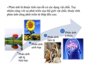 + Phản ánh là thuộc tính của tất cả các dạng vật chất. Tuy
nhiên cùng với sự phát triển của thế giới vật chất, thuộc tính
phản ánh cũng phát triển từ thấp đến cao.
Phản ánh
vật lý,
hóa học
Phản ánh
sinh học
Phản ánh
tâm lý
Phản ánh
ý thức
 