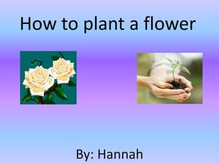 How to plant a flower

By: Hannah

 