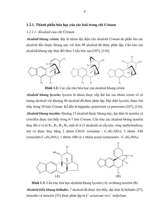 6
1.2.1. Thành phần hóa học của các loài trong chi Crinum
1.2.1.1. Alcaloid của chi Crinum
Alcaloid khung crinin: đây là nhóm đại diện cho alcaloid Crinum do phần lớn các
alcaloid đều thuộc khung này với hơn 80 alcaloid đã được phân lập. Cấu trúc các
alcaloid khung này thay đổi theo 3 cấu trúc sau [107], [116]:
Hình 1.2: Các cấu trúc hóa học của alcaloid khung crinin
Alcaloid khung lycorin: lycorin là nhóm được xếp thứ hai sau nhóm crinin về số
lượng alcaloid với khoảng 40 alcaloid đã được phân lập. Đại diện lycorin, được tìm
thấy trong 30 loài Crinum. Kế đến là hippadin, pratorimin và pratorinin [107], [116].
Alcaloid khung tazettin: khoảng 13 alcaloid thuộc khung này, đại diện là tazettin và
criwellin được tìm thấy trong 6-7 loài Crinum. Cấu trúc các alcaloid khung tazettin
thay đổi ở vị trí R1, R2, R3, R4, một số ít (3 alcaloid) có cấu trúc vòng methylendioxy
mở và được thay bằng 2 nhóm CH3O- (ornamin - C18H21NO3); 2 nhóm -OH
(ornazidin-C16H20NO3); 1 nhóm -OH và 1 nhóm acetyl (ornazamin - C18H22NO4).
O
O
O
R4
R3
N R2
R1
(A) (B)
Hình 1.3: Cấu trúc hóa học alcaloid khung lycorin (A) và khung tazettin (B)
Alcaloid kiểu khung belladin: 7 alcaloid đã được tìm thấy, đại diện là belladin [57],
latisodin và latisolin [55] được phân lập từ C. asiaticum và C. latifolium.
 