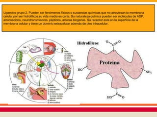Ligandos grupo 2. Pueden ser fenómenos físicos o sustancias químicas que no atraviesan la membrana
celular por ser hidrofilicos.su vida media es corta. Su naturaleza química pueden ser moléculas de ADP,
aminoácidos, neurotransmisores, péptidos, aminas biogenas. Su receptor esta en la superficie de la
membrana celular y tiene un dominio extracelular además de otro intracelular.
 