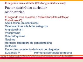 El segundo msn es GMPc (Efector guanilatociclasa):
Factor nutrirético auricular
oxido nitrico
Murray, R. K., Granner, D. K., Mayes, P. A., Rodwell, V. W., Waisbich, E., Moreno, F. S., et al. (2002).
Harper: bioquímica. Atheneu.
El segundo msn es calcio o fosfatidilinositoles (Efector
Fosfolipasa C):
Acetil colina (muscarinicos)
Catecolaminas alfa1-dar enérgicos
Angiotensina II
Vasopresina
Colecistoquinina
Gastrina
Hormona liberadora de gonadotropina
Oxitocina
Factor de crecimiento derivado de plaquetas
Sustancia P Hormona liberadora de tropina
 