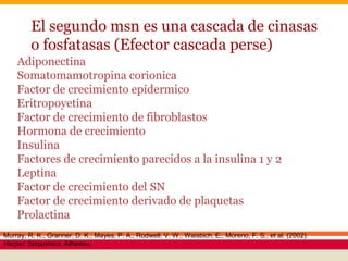 El segundo msn es una cascada de cinasas
o fosfatasas (Efector cascada perse)
Adiponectina
Somatomamotropina corionica
Factor de crecimiento epidermico
Eritropoyetina
Factor de crecimiento de fibroblastos
Hormona de crecimiento
Insulina
Factores de crecimiento parecidos a la insulina 1 y 2
Leptina
Factor de crecimiento del SN
Factor de crecimiento derivado de plaquetas
Prolactina
Murray, R. K., Granner, D. K., Mayes, P. A., Rodwell, V. W., Waisbich, E., Moreno, F. S., et al. (2002).
Harper: bioquímica. Atheneu.
 
