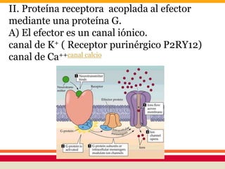 II. Proteína receptora acoplada al efector
mediante una proteína G.
A) El efector es un canal iónico.
canal de K+ ( Receptor purinérgico P2RY12)
canal de Ca++canal calcio
 