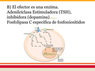 B) El efector es una enzima.
Adenilciclasa Estimuladora (TSH),
inhibidora (dopamina)adenilclasa s
Fosfolipasa C especifica de fosfoniosítidos
 