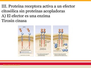 III. Proteína receptora activa a un efector
citosólica sin proteínas acopladoras
A) El efector es una enzima
Tirosin cinasa
Bioquimica de laguna
 