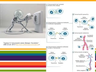 "Capítulo 12. Comunicación celular | Biología, 7ma edición."
2008. 22 Jan. 2013 <http://www.curtisbiologia.com/node/124>
 