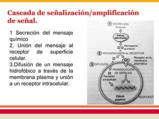 Cascada de señalización/amplificación
de señal.
1 Secreción del mensaje
químico
2. Unión del mensaje al
receptor de superficie
celular.
3.Difusión de un mensaje
hidrofóbico a través de la
membrana plasma y unión
a un receptor intracelular.
 
