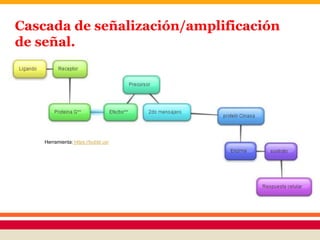 Cascada de señalización/amplificación
de señal.
Herramienta: https://bubbl.us/
 