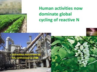 Human activities now
                          dominate global
                          cycling of reactive N




> 150 million metric tons of
  NH3 synthesized in 2008
 
