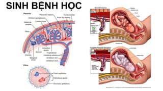 SINH BỆNH HỌC
 