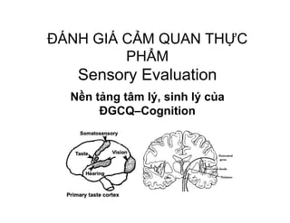 N n t ng tâm lý, sinh lý c a 
ÐGCQ–Cognition 
 