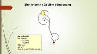 Lây nhiễm BQ
- RL tiểu tiện
- Cơ năng
- Thực thể
- Táo bón
- Vệ sinh
- Đáp ứng với VK của vật chủ
Sinh lý bệnh của viêm bàng quang
 