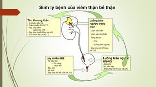 Lây nhiễm BQ
- RL tiểu tiện
- Cơ năng
- Thực thể
- Táo bón
- Vệ sinh
- Đáp ứng với VK của vật chủ
Luồng trào ngược
BQ-NQ
- Bệnh lý
- RL tiểu tiện
- Đáp ứng với VK của vật chủ
Tổn thương thận
- Vi khuẩn gây mủ
- Thâm nhiễm BCĐNTT
- Đáp ứng viêm
cytokines,TNF…
- Đáp ứng huyết động tại chỗ
- Sửa chữa,xơ (TGF…)
Sinh lý bệnh của viêm thận bể thận
Luồng trào
ngược trong
thận
- Loạn sản thận
- Loạn sản nhú thận
- Tăng áp lực
- Tắc
- Luồng trào ngược
- Đáp ứng với VK của
vật chủ
 