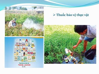  Thuốc bảo vệ thực vật
 