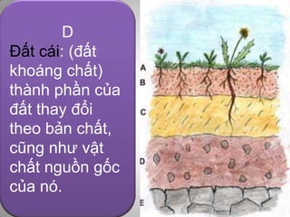 D
        A
Đất cái:E
        B(đất
 Đất mùn: chứa
        C
Lớp mặt: chứa
khoáng chất)
Đất đá nguồn
Lớp chất hợp:cơ
các hỗn hữu
gốc:chất hữu cơ
thành phần của
các Lớp này bị
Chứa bán chất
 dạng các phân
phân hủy ở bề
đất thay hủy
đã phân đổi
hữu cơ đãmàu,
 hủy, sẫm phân
mặt trên cùng
theo bản chất,
tương đối, có
hủy và khoáng
 mùi và cấu trúc
cũng như
lượng nhỏvật
do phân hóa và
chất. dạng.
    đa
phânnguồn gốc
chất rã.
khoáng chất.
của nó.
 