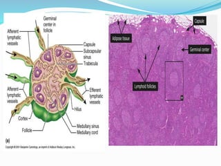 Non Hodgkin Lymphoma, cytology. | PPTX
