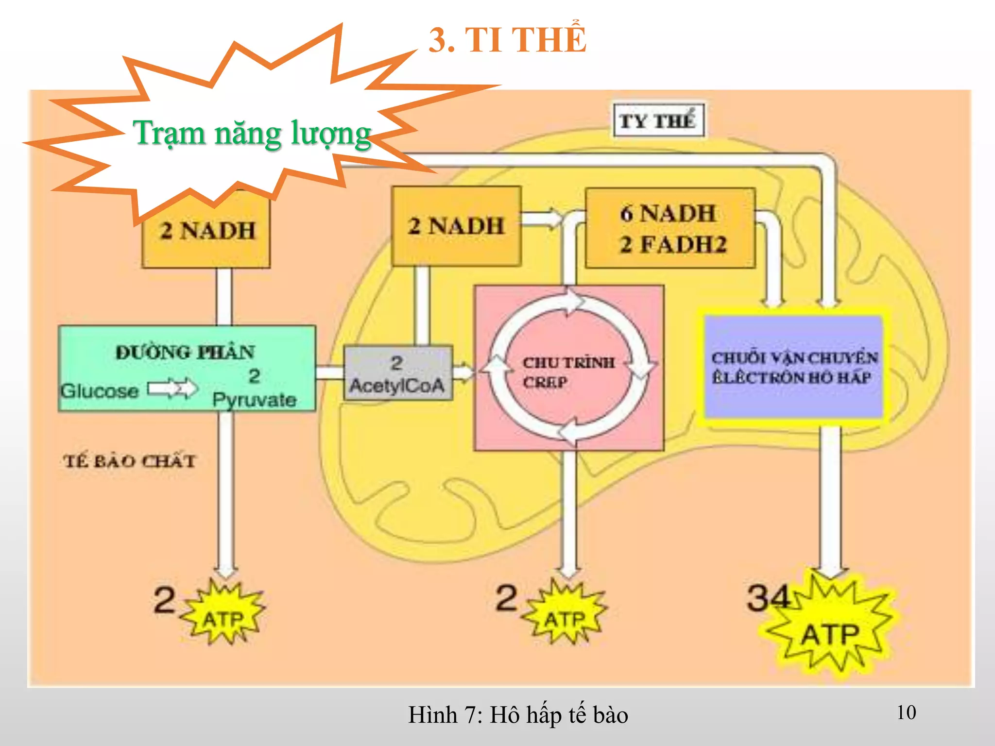 Hình 7: Hô hấp tế bào 10
3. TI THỂ
 