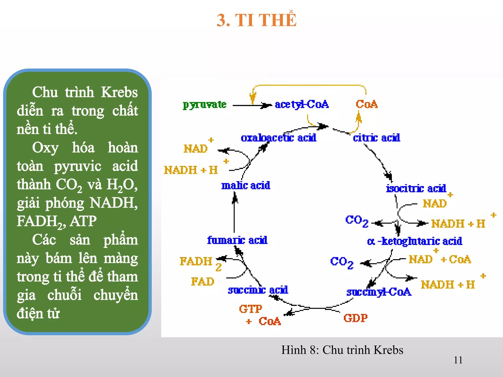 Hình 8: Chu trình Krebs
11
3. TI THỂ
 