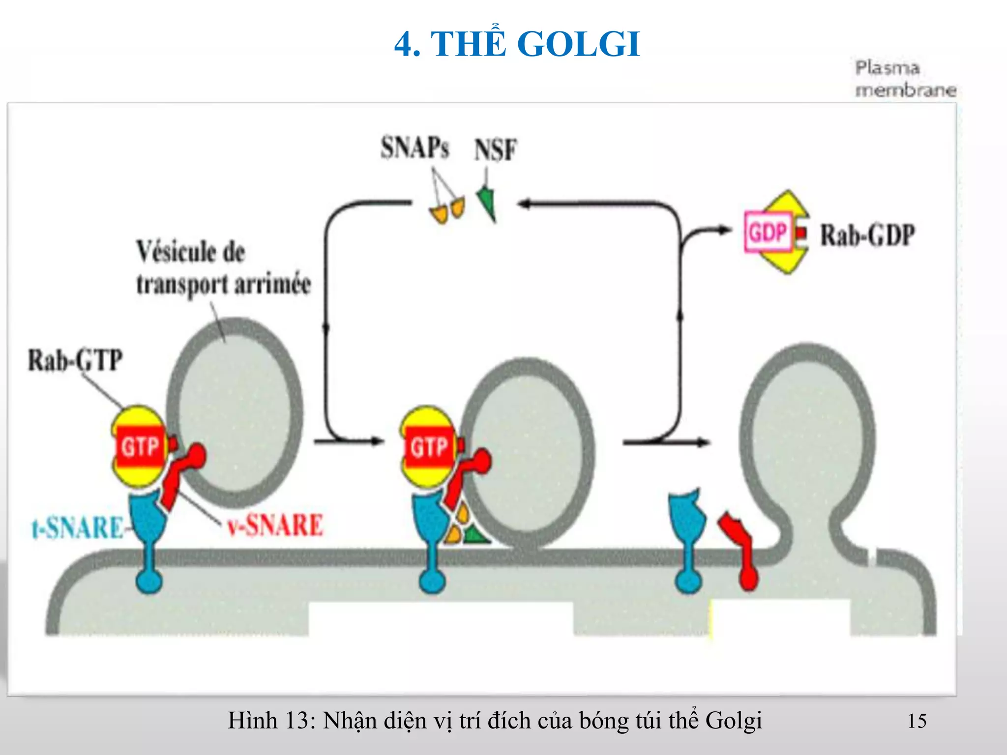 15
Hình 12: Xuất nhập bóng ở thể Golgi
Hình 13: Nhận diện vị trí đích của bóng túi thể Golgi
4. THỂ GOLGI
 