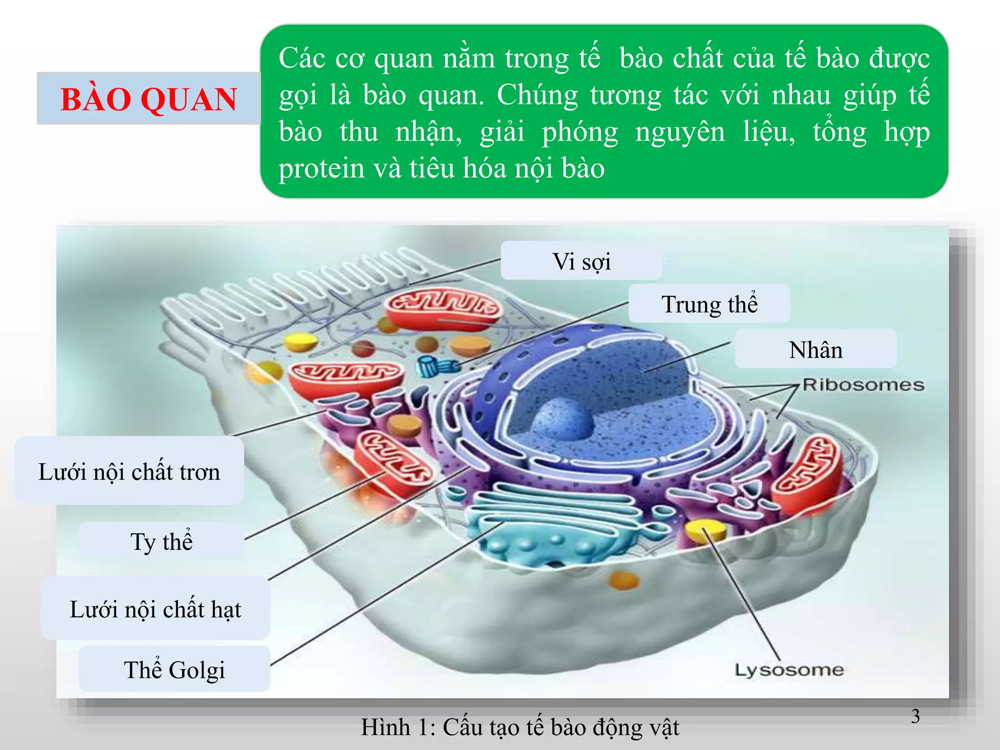 Lưới nội chất trơn
Ty thể
Lưới nội chất hạt
Thể Golgi
Vi sợi
Trung thể
Nhân
Hình 1: Cấu tạo tế bào động vật 3
Các cơ quan nằm trong tế bào chất của tế bào được
gọi là bào quan. Chúng tương tác với nhau giúp tế
bào thu nhận, giải phóng nguyên liệu, tổng hợp
protein và tiêu hóa nội bào
BÀO QUAN
 