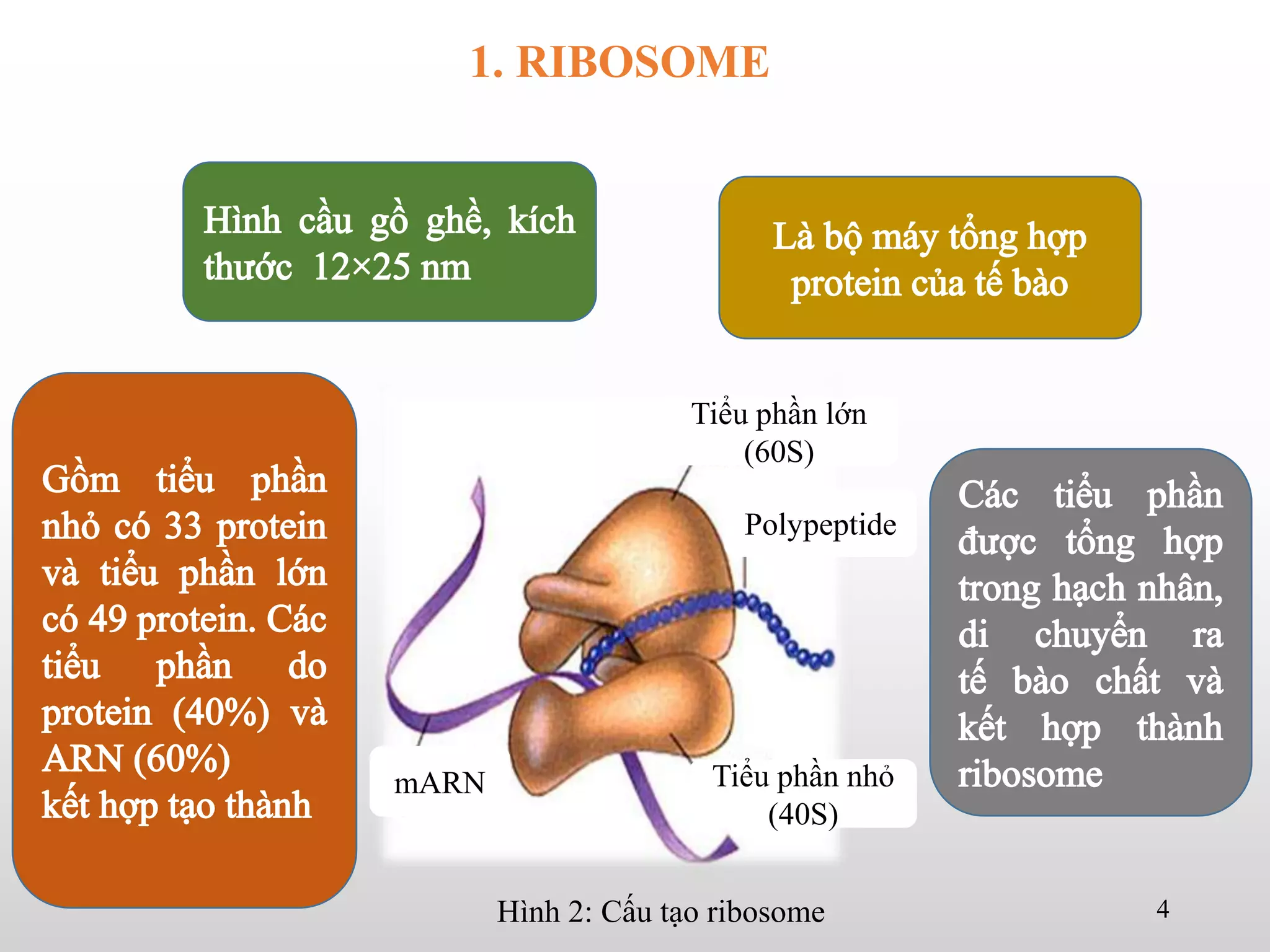 Hình 2: Cấu tạo ribosome
Tiểu phần lớn
(60S)
Tiểu phần nhỏ
(40S)
mARN
Polypeptide
1. RIBOSOME
4
 