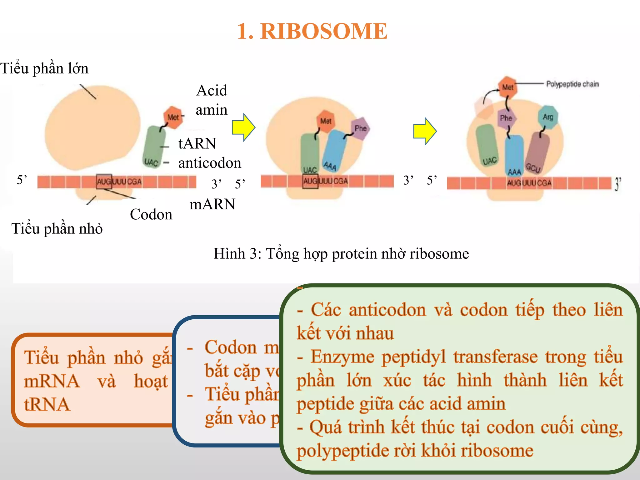 Polypeptide
3’
Tiểu phần lớn
Tiểu phần nhỏ
5’
Codon
mARN
tARN
anticodon
Acid
amin
3’ 5’ 3’ 5’
5
Hình 3: Tổng hợp protein nhờ ribosome
1. RIBOSOME
 