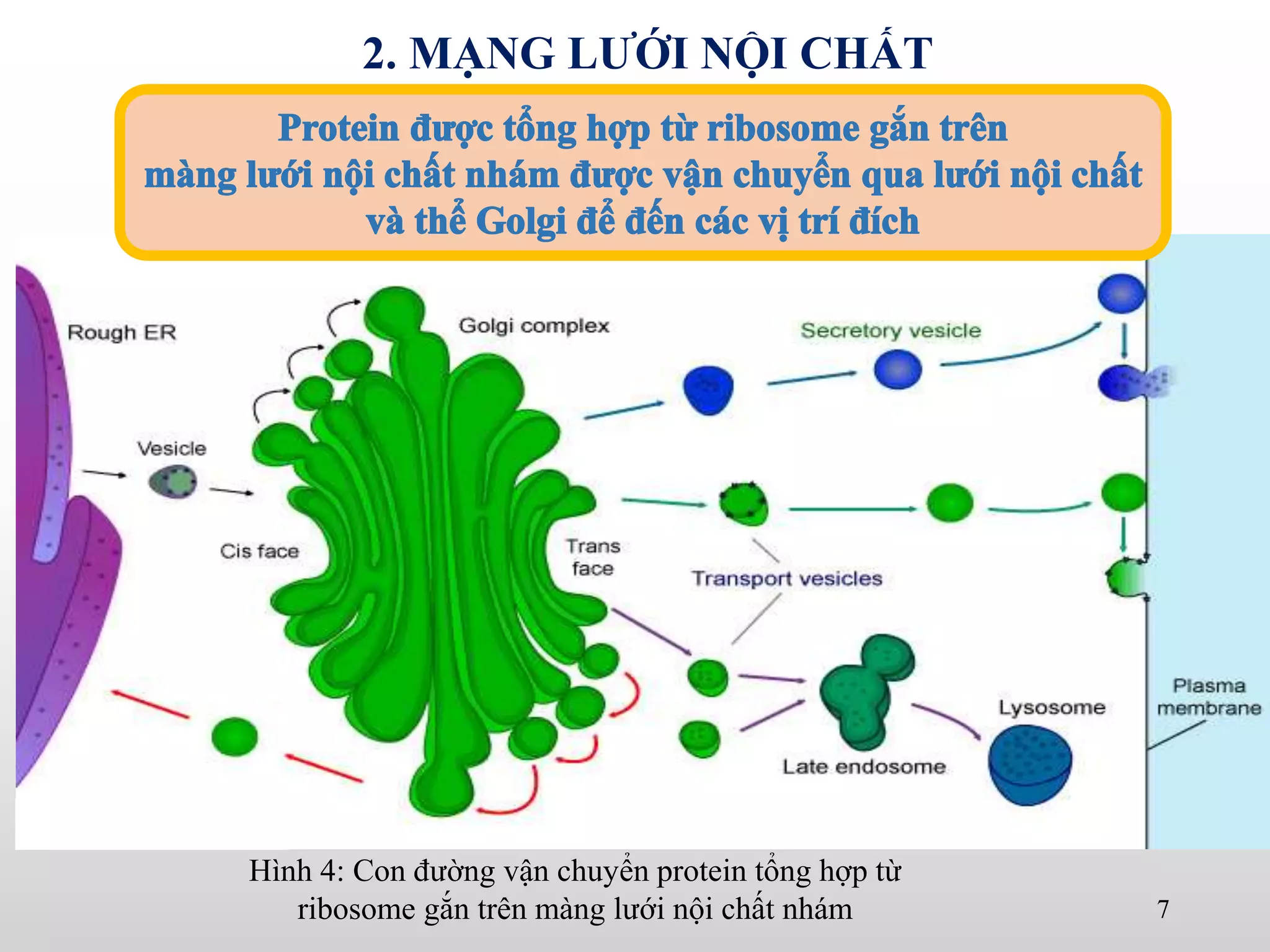 Hình 4: Con đường vận chuyển protein tổng hợp từ
ribosome gắn trên màng lưới nội chất nhám 7
2. MẠNG LƯỚI NỘI CHẤT
 