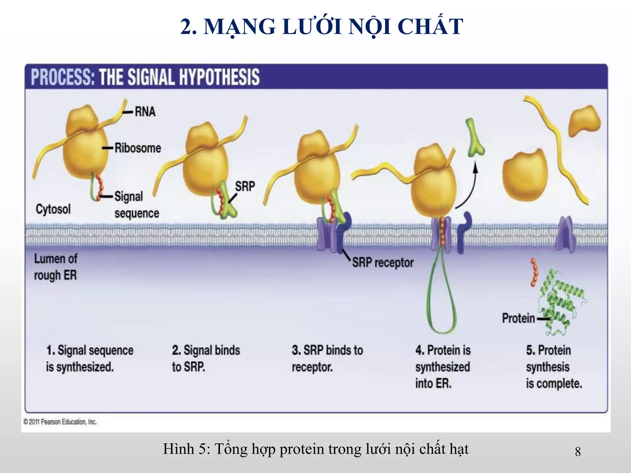 Hình 5: Tổng hợp protein trong lưới nội chất hạt 8
2. MẠNG LƯỚI NỘI CHẤT
 