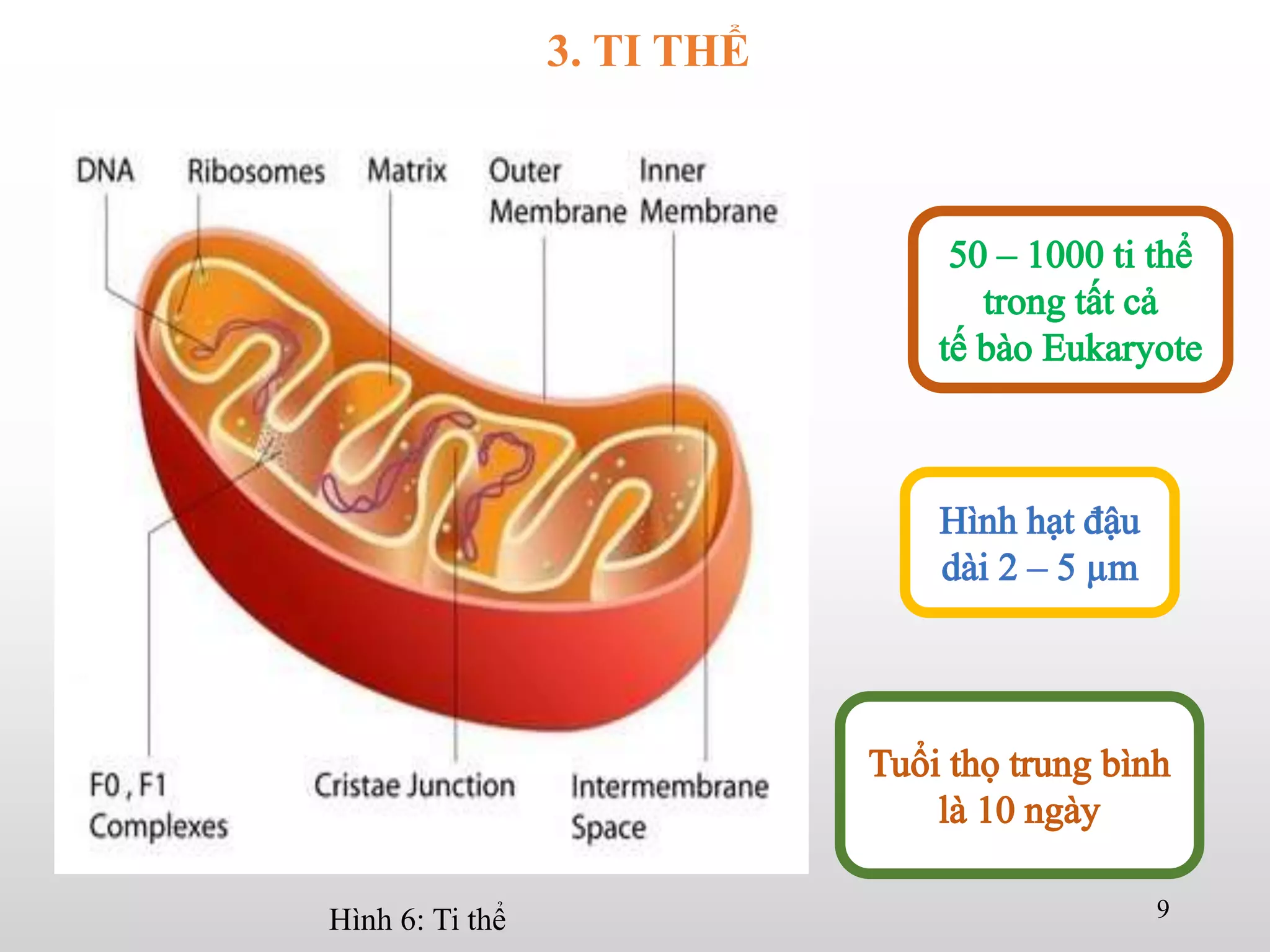 Hình 6: Ti thể 9
3. TI THỂ
 