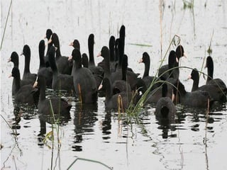Nhớ Mùa Thu Hà Nội