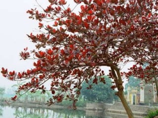 Nhớ Mùa Thu Hà Nội