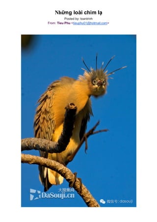 Những loài chim lạ 
Posted by: toantrinh 
From: Tieu Phu <tieuphu01@hotmail.com> 
 