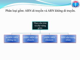 Marn Tarn Rarn Nhân đôi ADN và tổng hợp ARN | PPTX