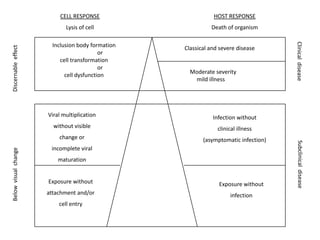 CELL RESPONSE                      HOST RESPONSE
                             Lysis of cell                   Death of organism




                                                                                     Clinical disease
                        Inclusion body formation
Discernable effect




                                                   Classical and severe disease
                                           or
                           cell transformation
                                           or
                                                     Moderate severity
                             cell dysfunction
                                                      mild illness




                      Viral multiplication                    Infection without
                        without visible                         clinical illness
                          change or                       (asymptomatic infection)




                                                                                      Subclinical disease
                       incomplete viral
Below visual change




                          maturation


                      Exposure without                          Exposure without
                      attachment and/or                              infection
                          cell entry
 