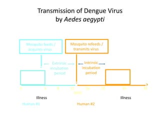 Transmission of Dengue Virus
                 by Aedes aegypti


      Mosquito feeds /           Mosquito refeeds /
       acquires virus             transmits virus


                     Extrinsic           Intrinsic
                    incubation         incubation
                      period              period
    Viremia                                               Viremia
0              5         8       12     16           20        24       28
                                   DAYS
          Illness                                             Illness
    Human #1                        Human #2
 