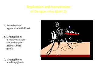 Replication and transmission
                          of Dengue virus (part 2)


5. Second mosquito                        6
   ingests virus with blood


6. Virus replicates
   in mosquito midgut
   and other organs,                           7
   infects salivary
   glands

                                           5
7. Virus replicates
   in salivary glands
 