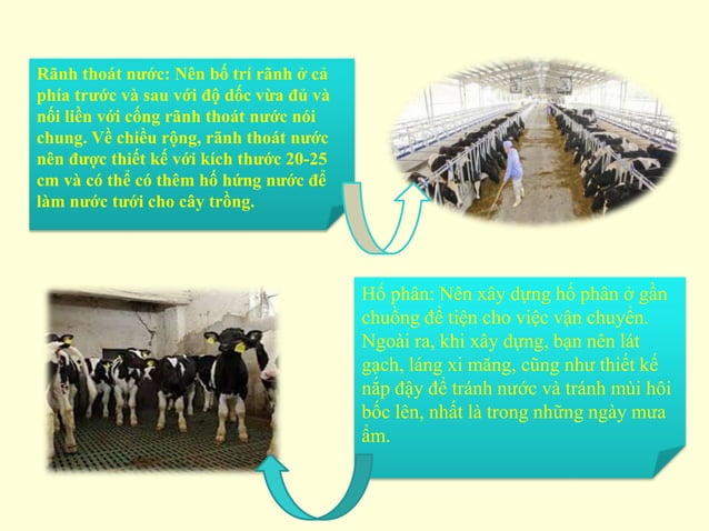 Nhom 4_Mô hình chăn nuôi bò sữa | PPT