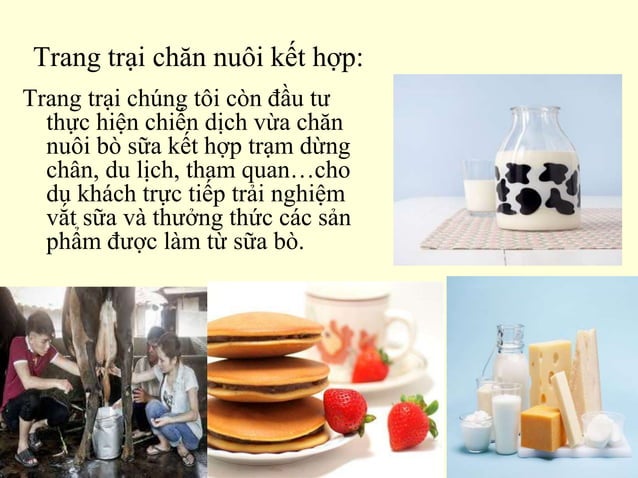 Nhom 4_Mô hình chăn nuôi bò sữa | PPT
