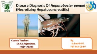 Disease Diagnosis Of Hepatobacter penaei
(Necrotizing Hepatopancreatitis)
 