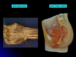 GPH ĐỊNH KHU   GPH THEO VÙNG
 