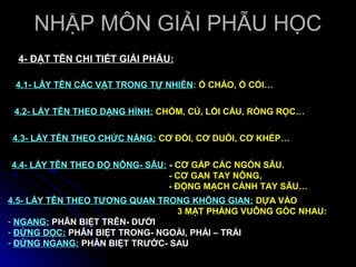 NHẬP MÔN GIẢI PHẪU HỌC
 4- ĐẶT TÊN CHI TIẾT GIẢI PHẪU:

 4.1- LÂY TÊN CÁC VẬT TRONG TỰ NHIÊN: Ổ CHẢO, Ổ CỐI…


 4.2- LẤY TÊN THEO DẠNG HÌNH: CHỎM, CỦ, LỒI CẦU, RÒNG RỌC…


4.3- LẤY TÊN THEO CHỨC NĂNG: CƠ ĐỐI, CƠ DUỖI, CƠ KHÉP…


4.4- LẤY TÊN THEO ĐỘ NÔNG- SÂU: - CƠ GẤP CÁC NGÓN SÂU.
                                - CƠ GAN TAY NÔNG,
                                - ĐỘNG MẠCH CÁNH TAY SÂU…
4.5- LẤY TÊN THEO TƯƠNG QUAN TRONG KHÔNG GIAN: DỰA VÀO
                                3 MẶT PHẲNG VUÔNG GÓC NHAU:
- NGANG: PHÂN BIỆT TRÊN- DƯỚI
- ĐỨNG DỌC: PHÂN BIỆT TRONG- NGOÀI, PHẢI – TRÁI
- ĐỨNG NGANG: PHÂN BIỆT TRƯỚC- SAU
 